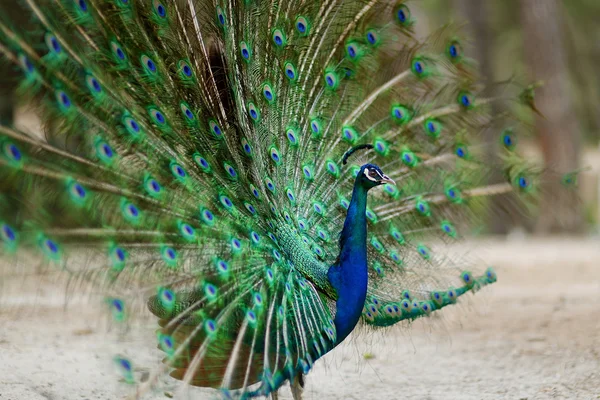A peacock displaying his plumage — Stock Photo, Image
