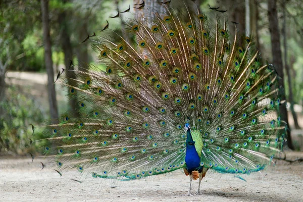 A peacock displaying his plumage — Stock Photo, Image