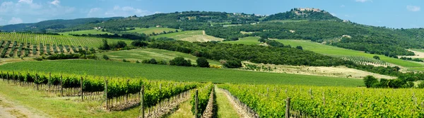 Panorama över vin fält i Italien — Stockfoto