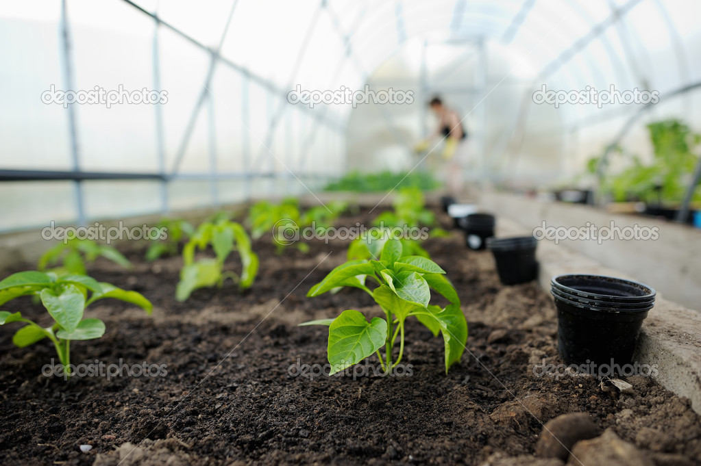 Young pepper seedlings