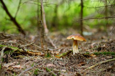 bir ormanda büyüyen bir mantar