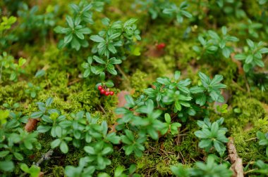 vahşi orman meyveleri bir Bush