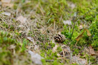 sonbahar orman yere süper