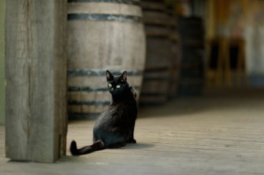 eski bir şaraphane siyah kedi