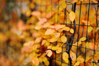 Renkli sonbahar yaprakları