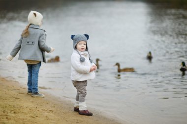 sonbahar ördek besleme