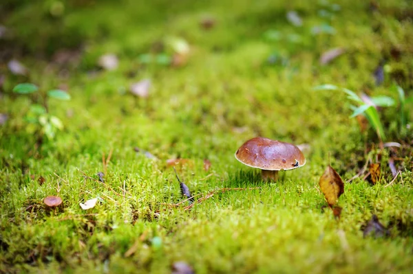 Boletus edulis mushroom — стоковое фото