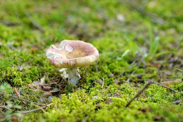 A mushroom growing in a woods — Stock Photo, Image