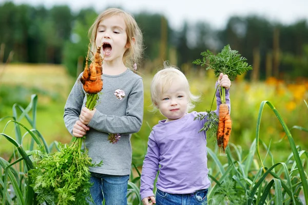 Adorable little girls picking carrots — Stock Photo, Image