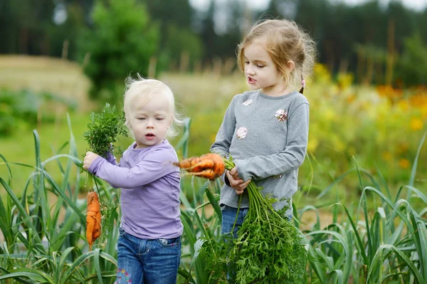 Adorable little girls picking carrots — Stock Photo, Image