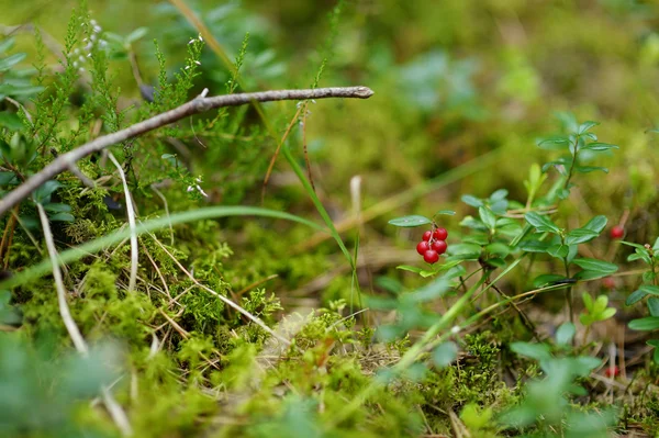 Divoký lesní plody na keři — Stock fotografie