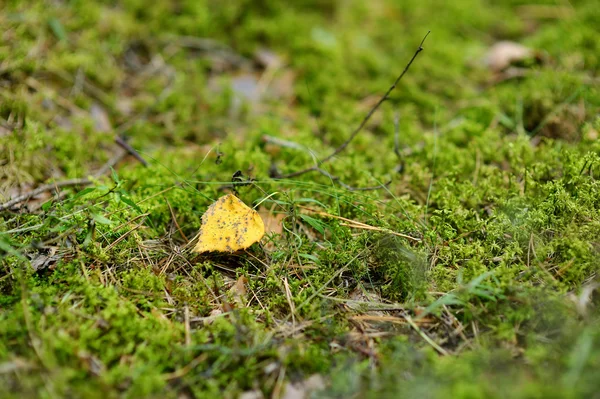 Gula linden blad på en grön mossa — Stockfoto