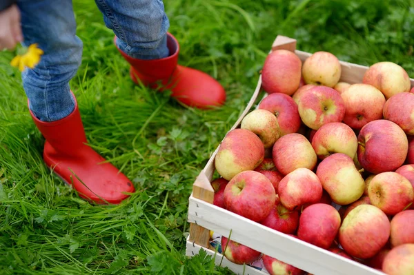 Přepravka s červeným bio jablka a dětem boty — ストック写真