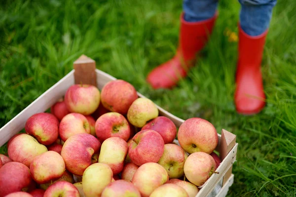 Crate with red organic apples and children boots — Stock Photo, Image