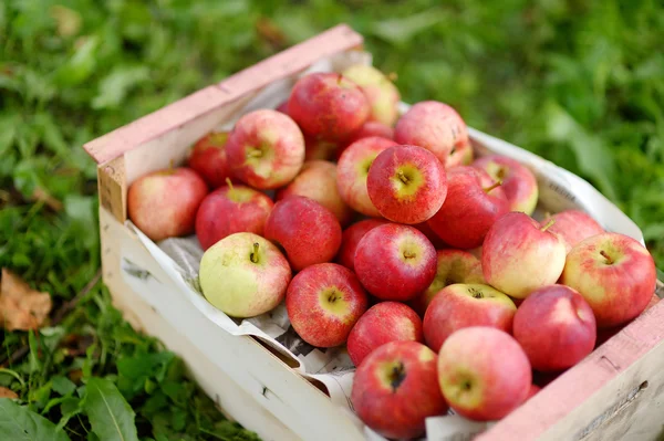 緑の草の新鮮な熟したリンゴの箱 — ストック写真