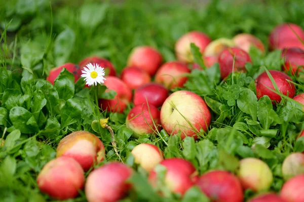 緑の草の新鮮な熟したリンゴ — ストック写真