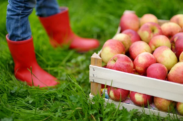 Přepravka s červeným bio jablka a dětem boty — ストック写真