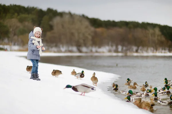 Karmienie kaczek w zimie — Zdjęcie stockowe