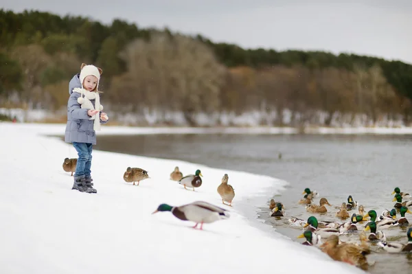 Nutrire le anatre in inverno — Foto Stock