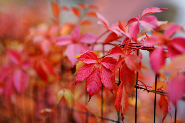 Red autumn virginia creeper leaves