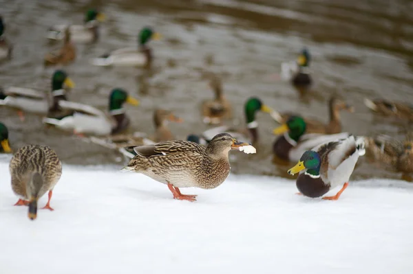 Un sacco di anatre selvatiche vicino a un fiume — Foto Stock