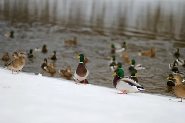 Un sacco di anatre selvatiche vicino a un fiume — Foto Stock