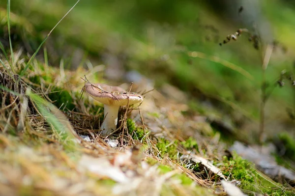 Russule edible mushroom — Stock Photo, Image