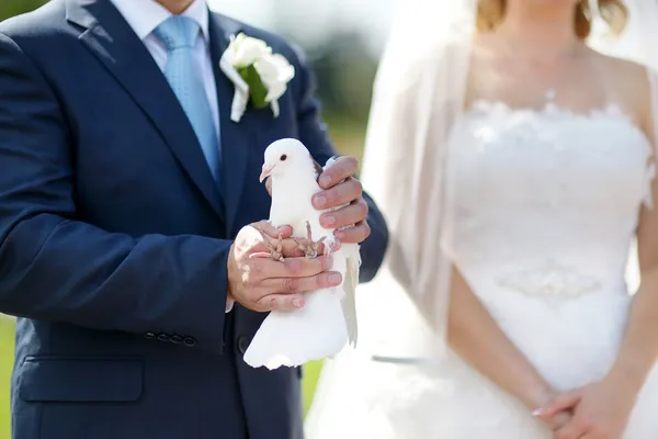 Paloma blanca de boda a manos del novio — Foto de Stock