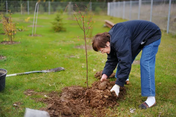 Uma mulher plantando uma árvore — Fotografia de Stock