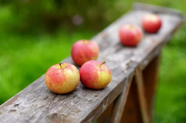 新鮮な熟した赤いリンゴ — ストック写真