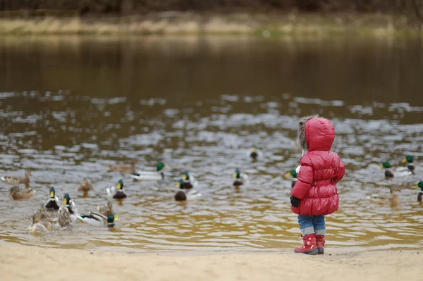 Petite fille tout-petit nourrissant les canards à l'automne — Photo