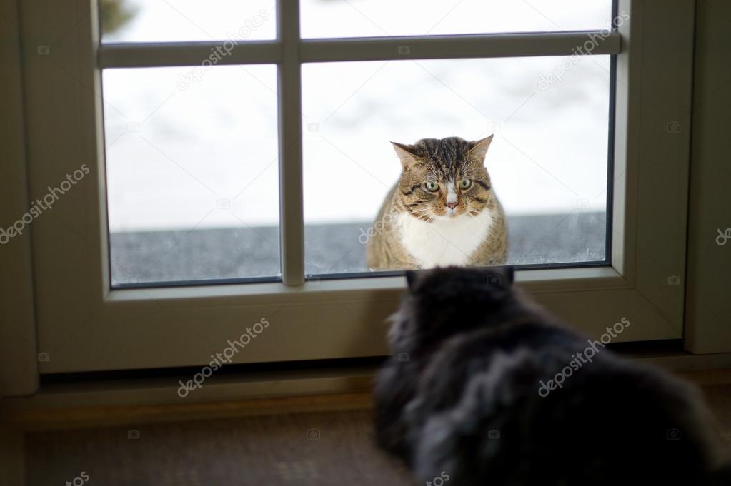 Two cats staring at each other