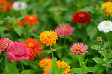 Kırmızı ve turuncu zinnia çiçekleri