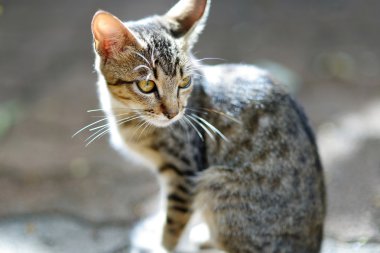 Sarı gözlü evsiz yolunu yitirmek kedi