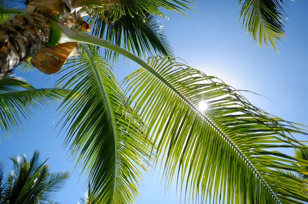 Närbild av ett palmträd — Stockfoto