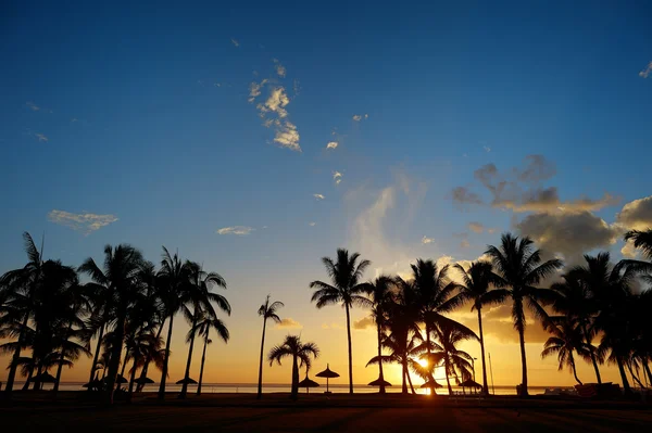 Dłoń drzewa sylwetki na zachód słońca plaża — Zdjęcie stockowe