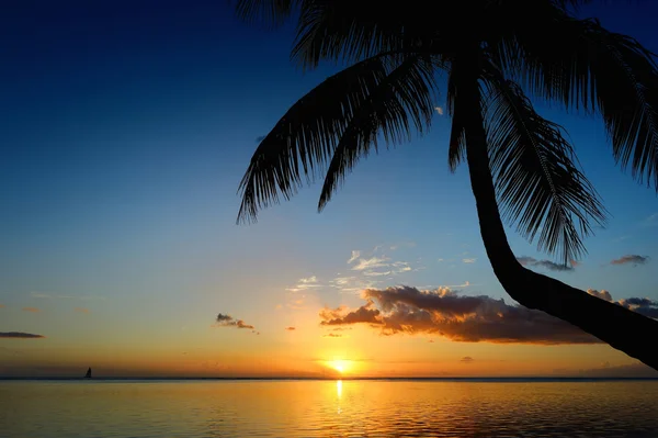 Palm tree silhouette on sunset beach — Stock Photo, Image