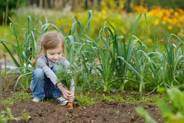 Adorable little girl picking carrots — Stock Photo, Image