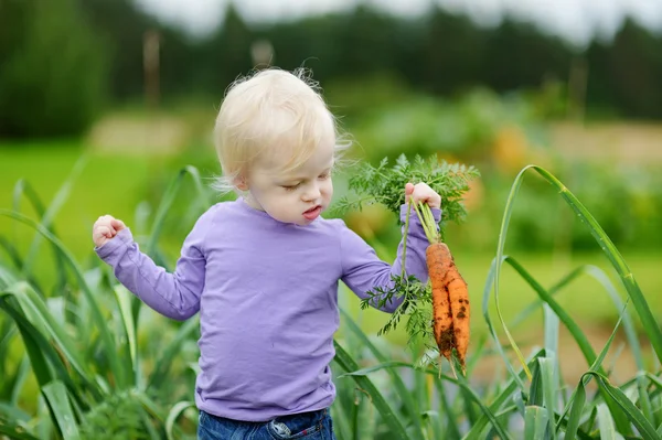 Entzückendes kleines Mädchen, das Möhren pflückt — Stockfoto