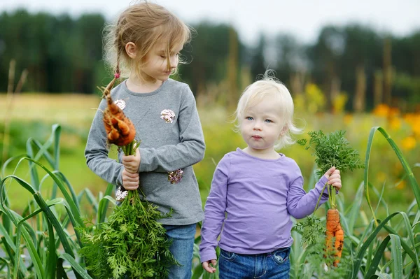 Schattige kleine meisjes plukken wortelen — Stockfoto