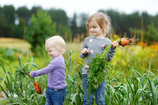 Adorable little girls picking carrots — Stock Photo, Image