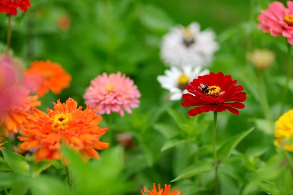 赤とオレンジ色の亜鉛の花 — ストック写真