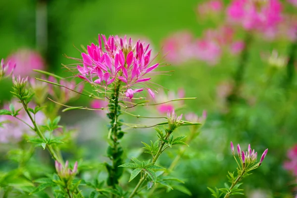 Vacker spindel blomma blommar — Stockfoto