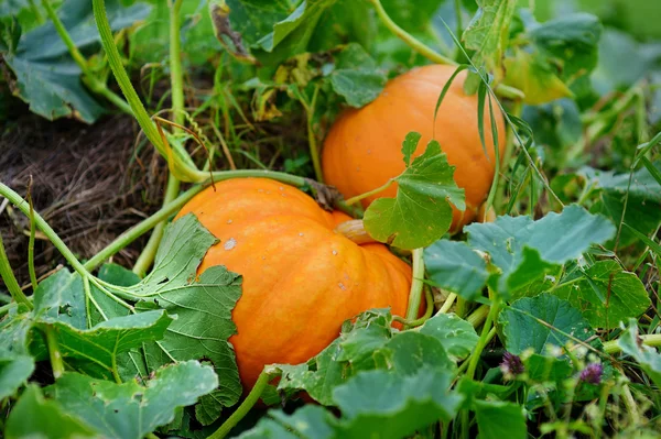 Grandi zucche arancioni — Foto Stock