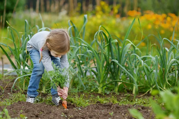 Schattig klein meisje plukken wortelen — Stockfoto