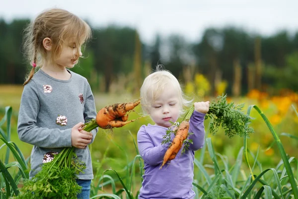 Schattige kleine meisjes plukken wortelen — Stockfoto