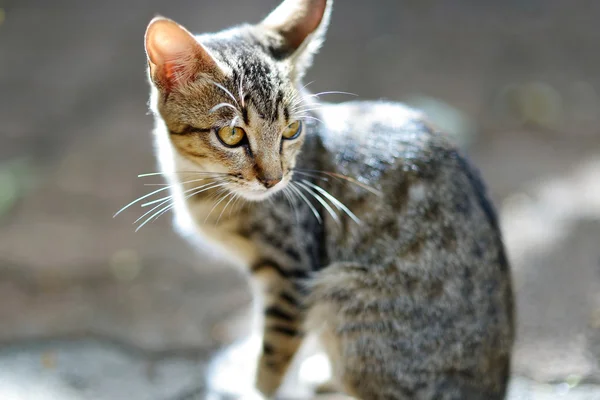 Bezdomny kotek bezpańskie żółte oczy — Zdjęcie stockowe