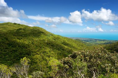 mauritius Adası tropik ormanlarda