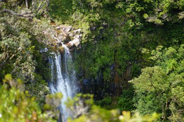 doğal alexandra mauritius ormanda düşer