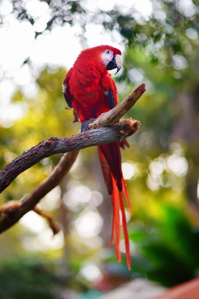 나뭇가지에 앉아 있는 붉은 금강앵무 앵무새 — 스톡 사진